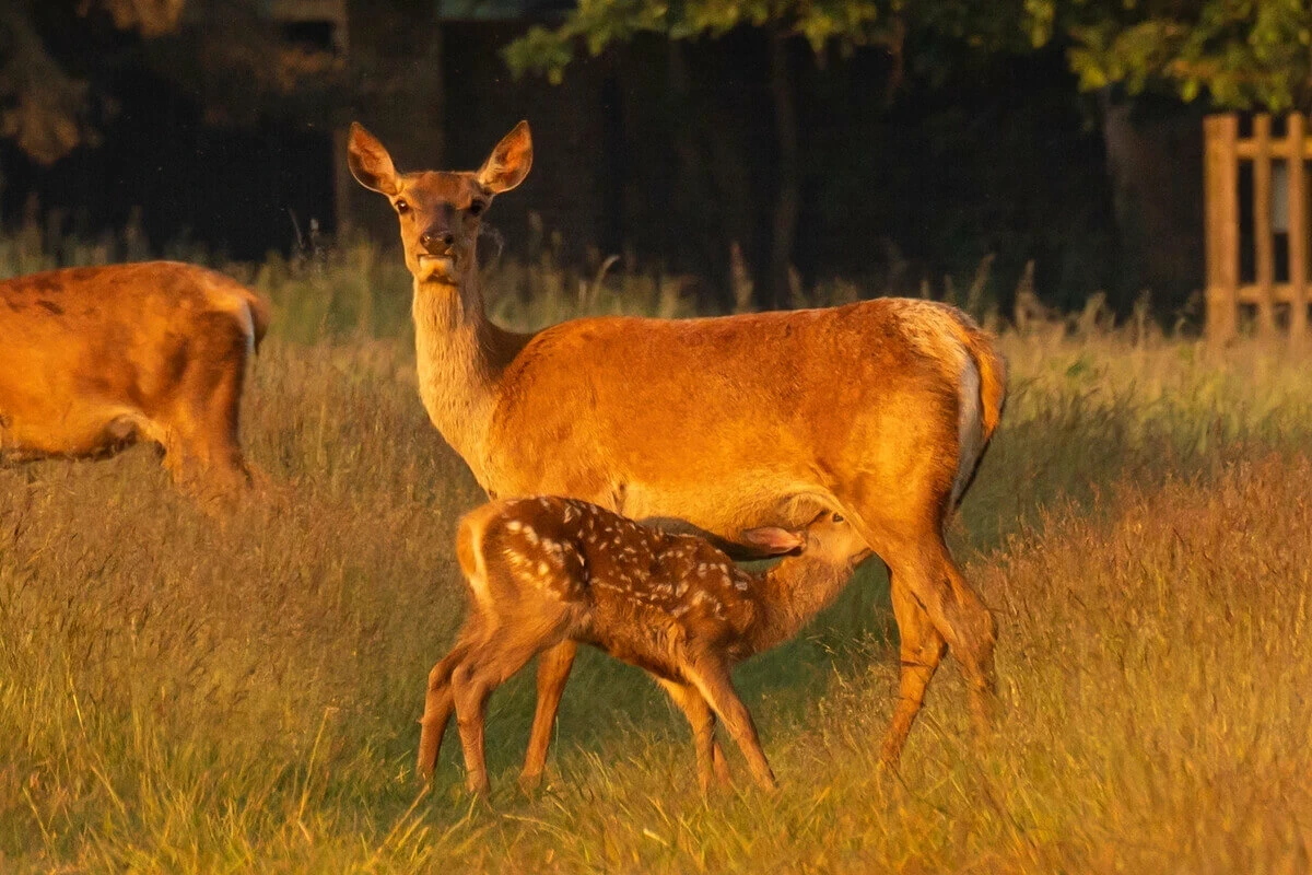 Bushy Park The Royal Parks